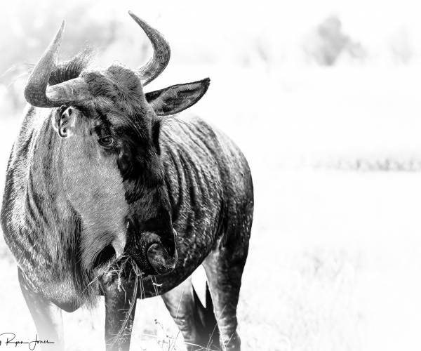 Wildebeest Gnu Eye Contact