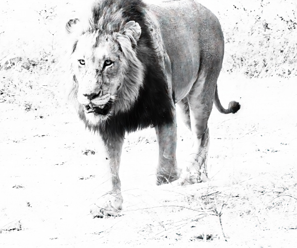 Lion Male Joining the Pride