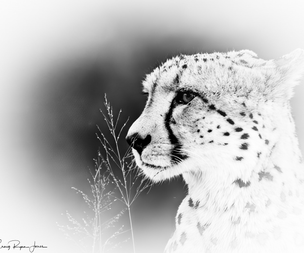 Cheetah Close Up