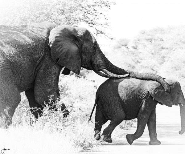 Elephant Female and Baby