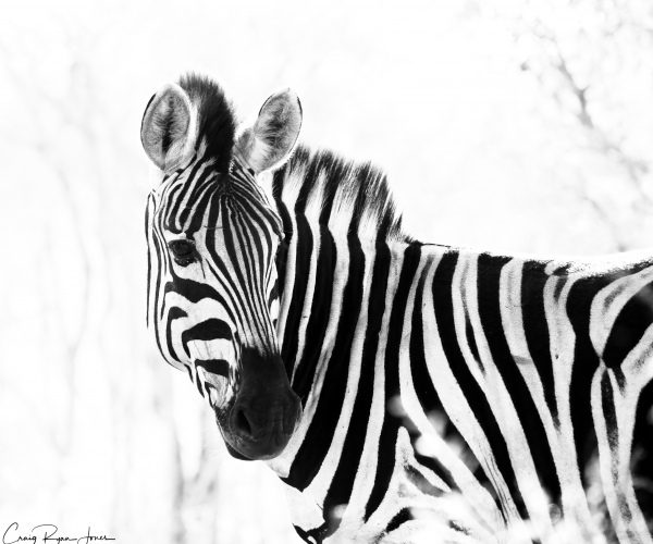Zebra Looking Back