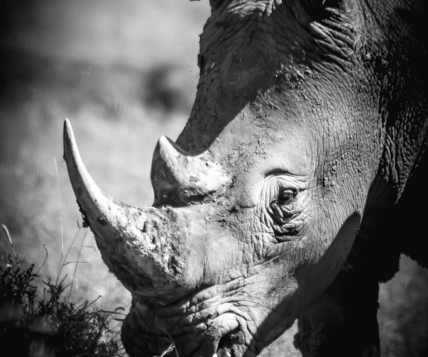 White Rhino Bull Portrait