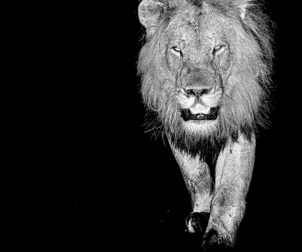 Lion Male After Pride Takeover Fight